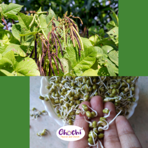 moong dal, sprouted green gram